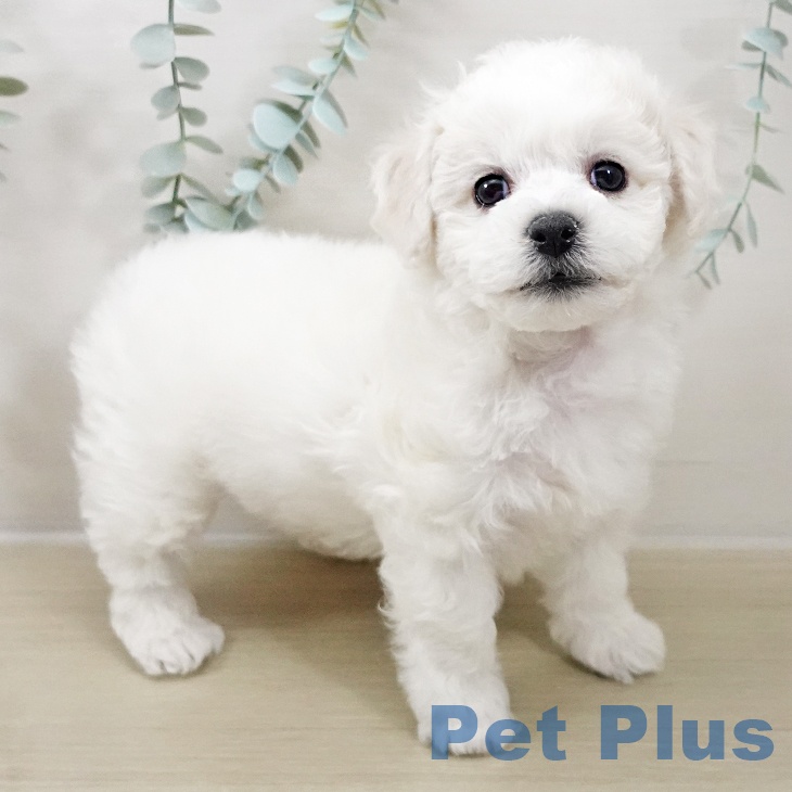 千葉県のビションフリーゼ (ペットプラス 八千代緑が丘店/2025年10月16日生まれ/男の子/ホワイト)の子犬の1枚目の画像