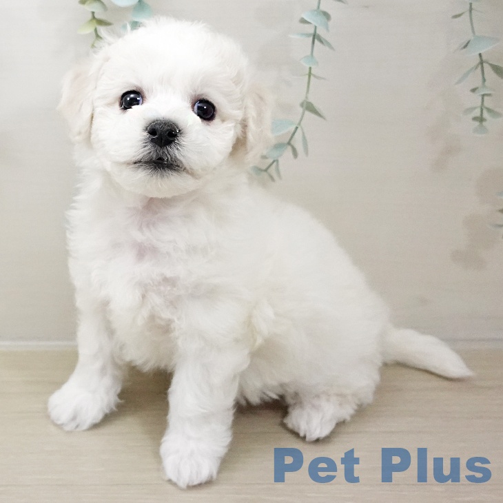 千葉県のビションフリーゼ (ペットプラス 八千代緑が丘店/2025年10月16日生まれ/男の子/ホワイト)の子犬の2枚目の画像