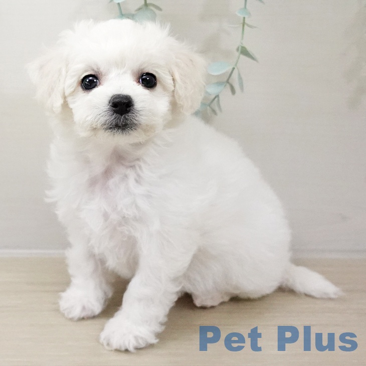 千葉県のビションフリーゼ (ペットプラス 幕張新都心店/2025年10月16日生まれ/女の子/ホワイト)の子犬の1枚目の画像