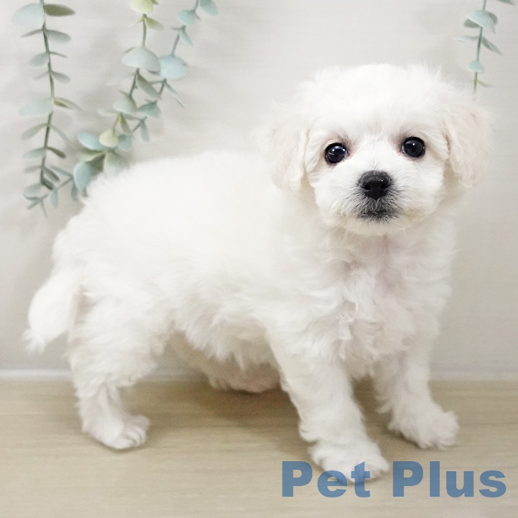 千葉県のビションフリーゼ (ペットプラス 幕張新都心店/2025年10月16日生まれ/女の子/ホワイト)の子犬の2枚目の画像