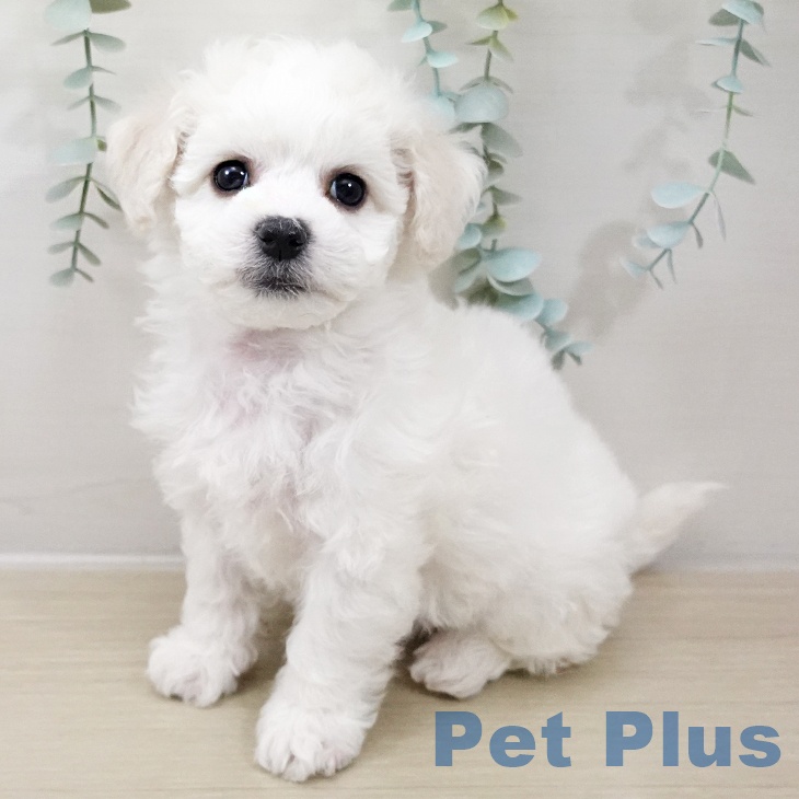 宮城県のビションフリーゼ (ペットプラス 仙台上杉店/2025年10月16日生まれ/女の子/ホワイト)の子犬の2枚目の画像