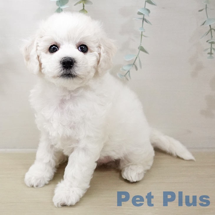 東京都のビションフリーゼ (ペットプラス むさし村山店/2025年10月16日生まれ/女の子/ホワイト)の子犬の1枚目の画像