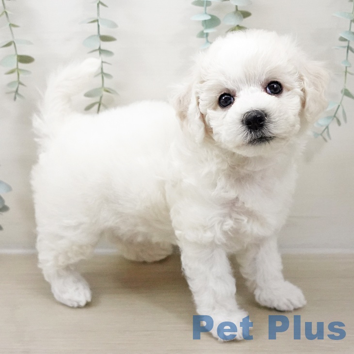 東京都のビションフリーゼ (ペットプラス むさし村山店/2025年10月16日生まれ/女の子/ホワイト)の子犬の2枚目の画像