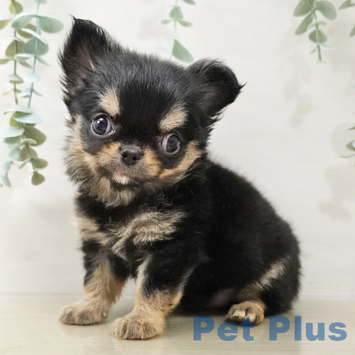 埼玉県のチワワ(ロング) (ペットプラス 羽生店/2025年10月17日生まれ/女の子/ブラックタン)の子犬の1枚目の画像