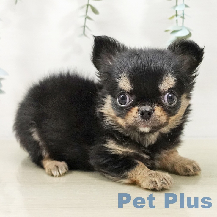 埼玉県のチワワ(ロング) (ペットプラス 羽生店/2025年10月17日生まれ/女の子/ブラックタン)の子犬の2枚目の画像