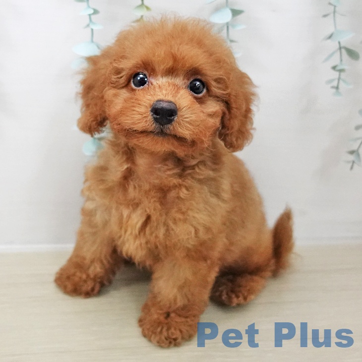 埼玉県のトイプードル(トイ) (ペットプラス ららぽーと新三郷店/2025年10月15日生まれ/男の子/レッド)の子犬の1枚目の画像