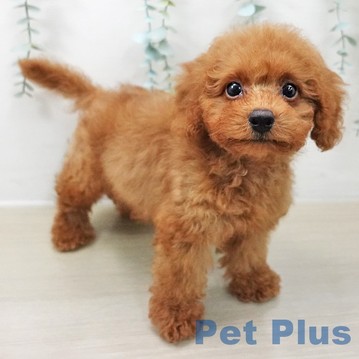 埼玉県のトイプードル(トイ) (ペットプラス ららぽーと新三郷店/2025年10月15日生まれ/男の子/レッド)の子犬の2枚目の画像