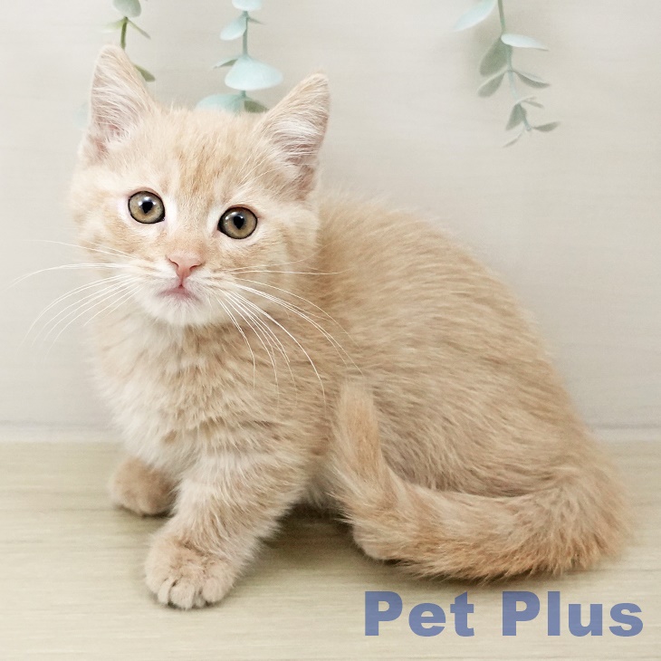 茨城県のマンチカン (ペットプラス つくば店/2025年10月15日生まれ/男の子/クリームタビー)の子猫の1枚目の画像