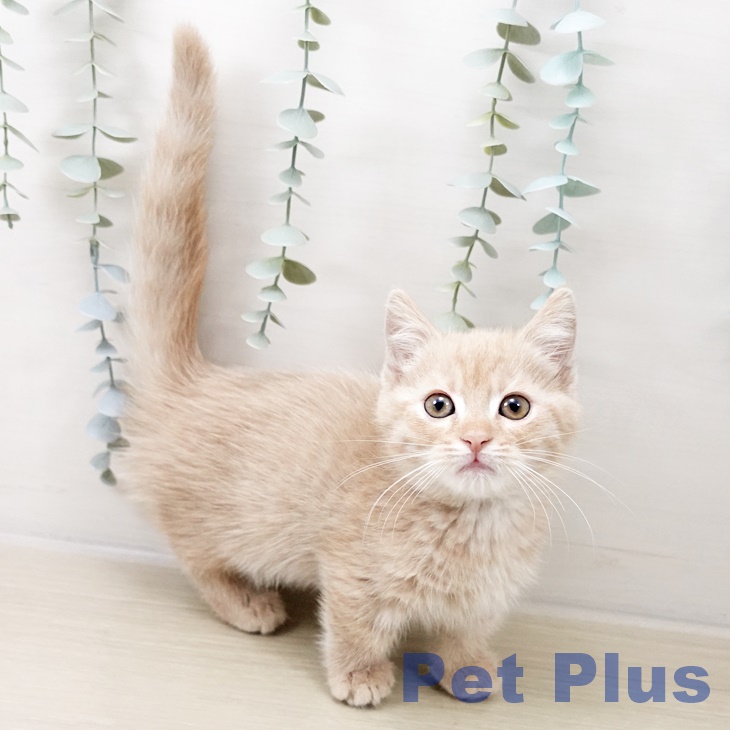 茨城県のマンチカン (ペットプラス つくば店/2025年10月15日生まれ/男の子/クリームタビー)の子猫の2枚目の画像