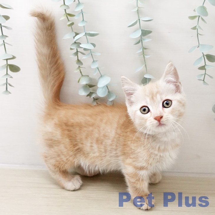 埼玉県のマンチカン (ペットプラス 与野店/2025年10月15日生まれ/男の子/クリームタビー)の子猫の1枚目の画像