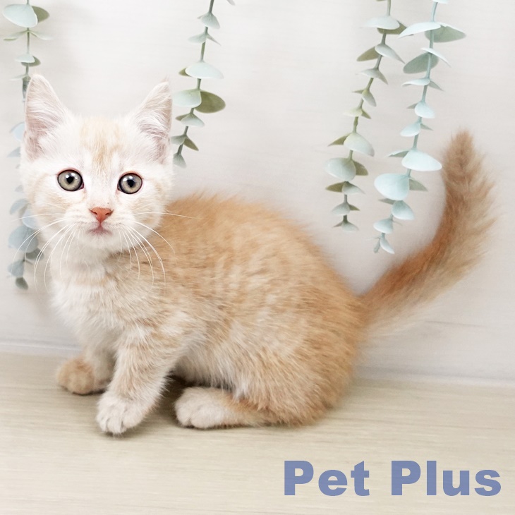 埼玉県のマンチカン (ペットプラス 与野店/2025年10月15日生まれ/男の子/クリームタビー)の子猫の2枚目の画像