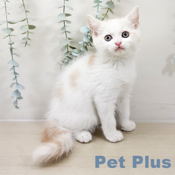 埼玉県のマンチカン (ペットプラス 八潮店/2025年10月10日生まれ/男の子/クリームタビーホワイト)の子猫の1枚目の画像