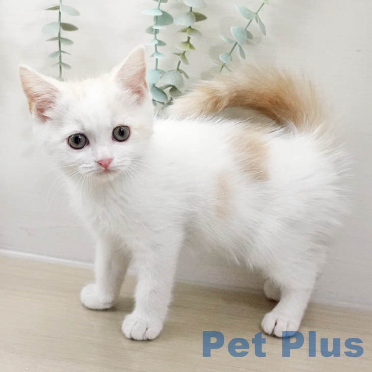 埼玉県のマンチカン (ペットプラス 八潮店/2025年10月10日生まれ/男の子/クリームタビーホワイト)の子猫の2枚目の画像