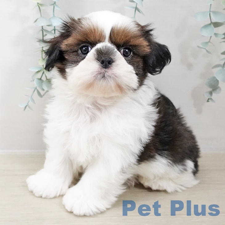 福島県のシーズー (ペットプラス 福島店/2025年10月17日生まれ/男の子/ゴールドホワイト)の子犬の1枚目の画像