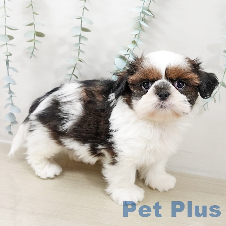 福島県のシーズー (ペットプラス 福島店/2025年10月17日生まれ/男の子/ゴールドホワイト)の子犬の2枚目の画像