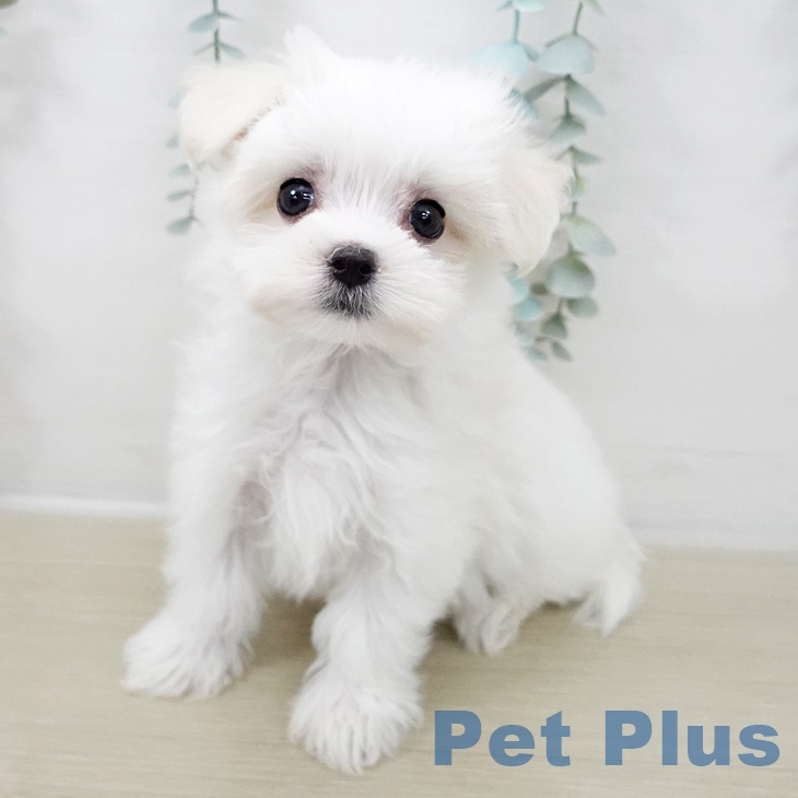 東京都のマルチーズ (ペットプラス 日の出店/2025年10月16日生まれ/男の子/ホワイト)の子犬の1枚目の画像