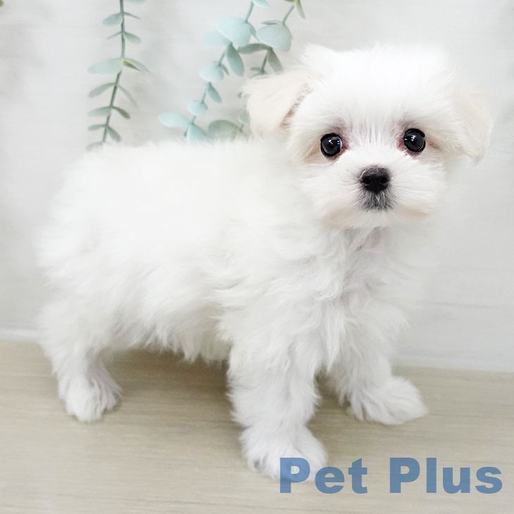東京都のマルチーズ (ペットプラス 日の出店/2025年10月16日生まれ/男の子/ホワイト)の子犬の2枚目の画像