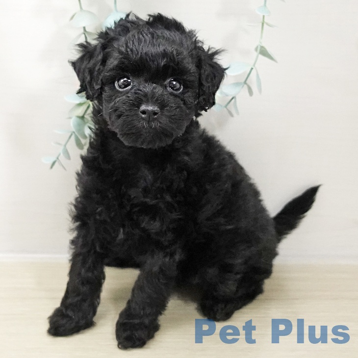 トイ・プードル