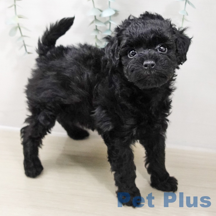 トイ・プードル