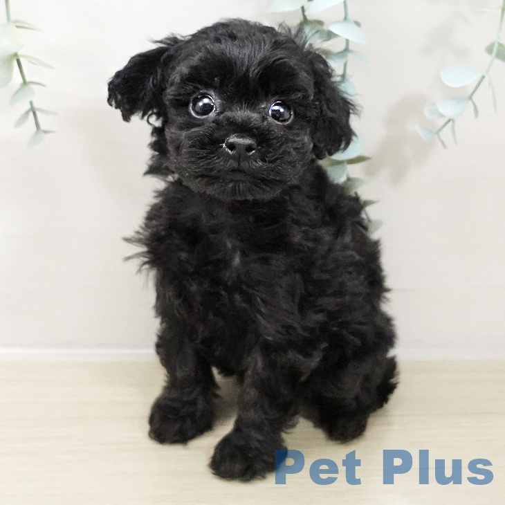 トイ・プードル