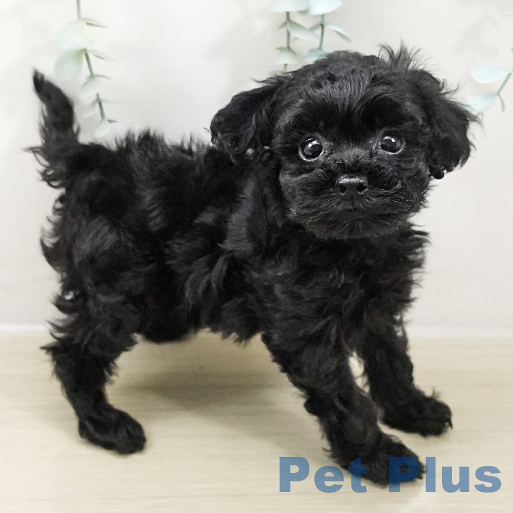 トイ・プードル