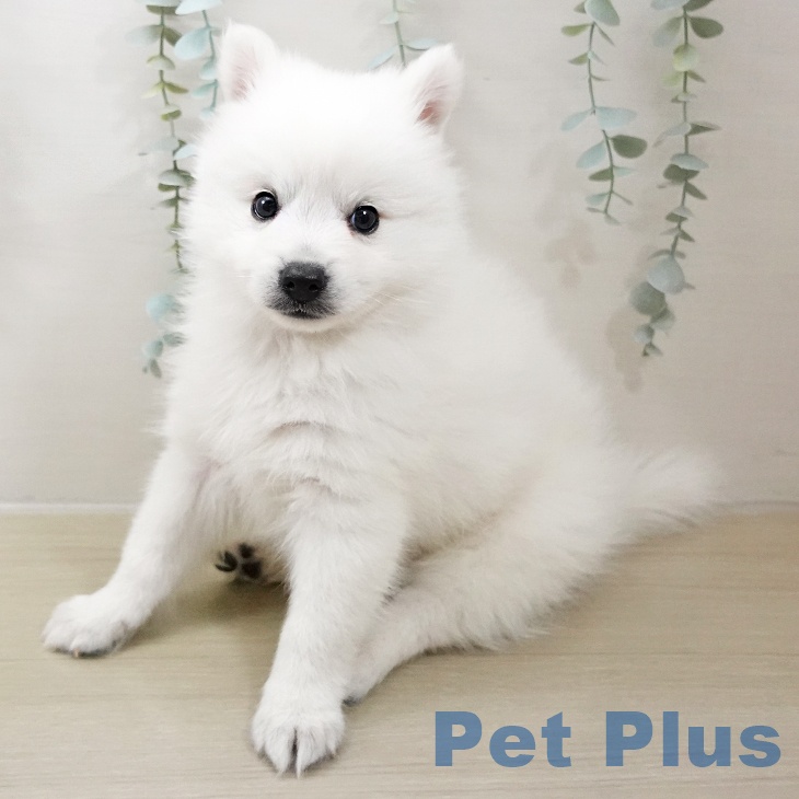 茨城県の日本スピッツ (ペッツワン 古河店/2025年10月15日生まれ/男の子/ホワイト)の子犬の2枚目の画像