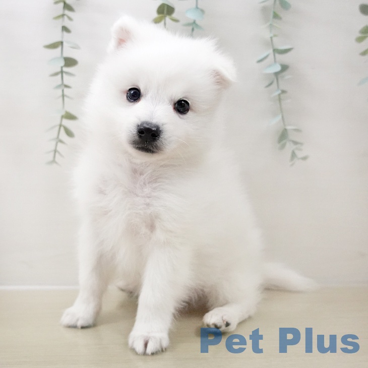 神奈川県の日本スピッツ (ペットプラス 天王町店/2025年10月15日生まれ/男の子/ホワイト)の子犬の1枚目の画像