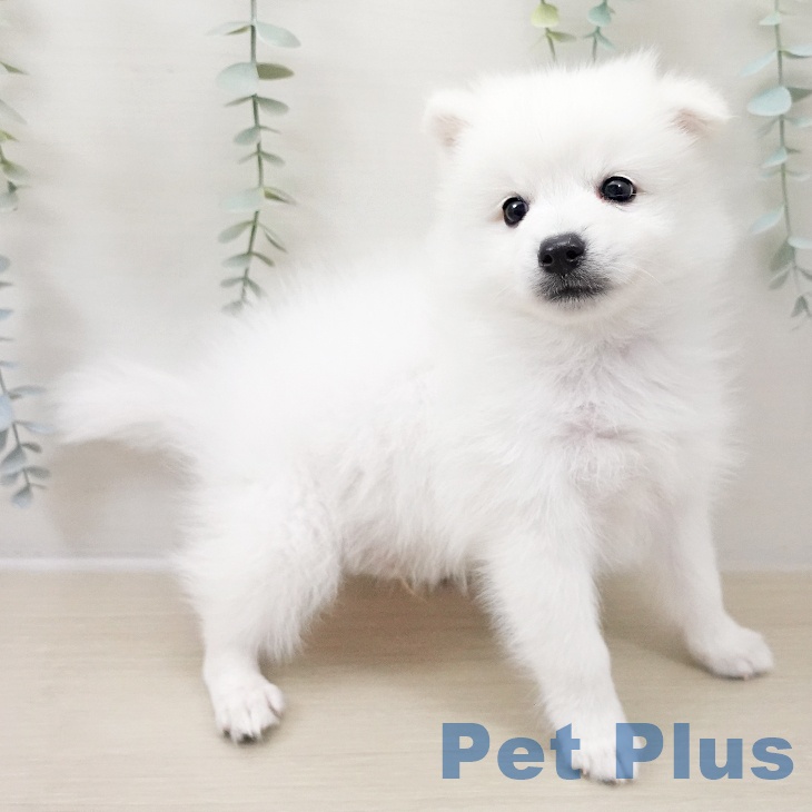 神奈川県の日本スピッツ (ペットプラス 天王町店/2025年10月15日生まれ/男の子/ホワイト)の子犬の2枚目の画像