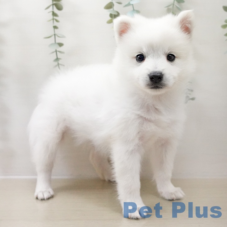 東京都の日本スピッツ (ペットプラス 日の出店/2025年10月15日生まれ/女の子/ホワイト)の子犬の1枚目の画像