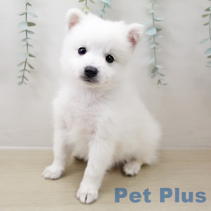 東京都の日本スピッツ (ペットプラス 日の出店/2025年10月15日生まれ/女の子/ホワイト)の子犬の2枚目の画像