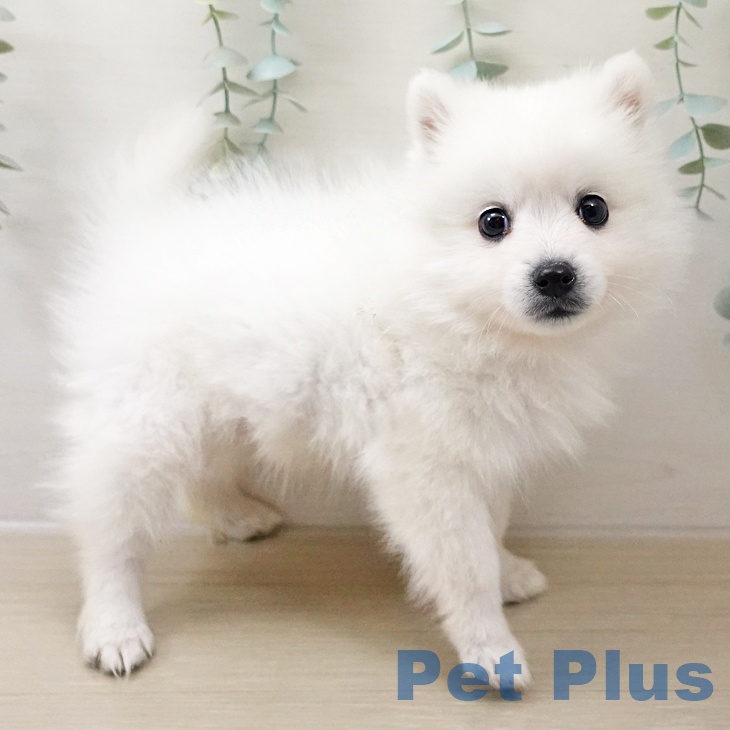 神奈川県の日本スピッツ (ペットプラス テラスモール湘南店/2025年10月14日生まれ/男の子/ホワイト)の子犬の1枚目の画像