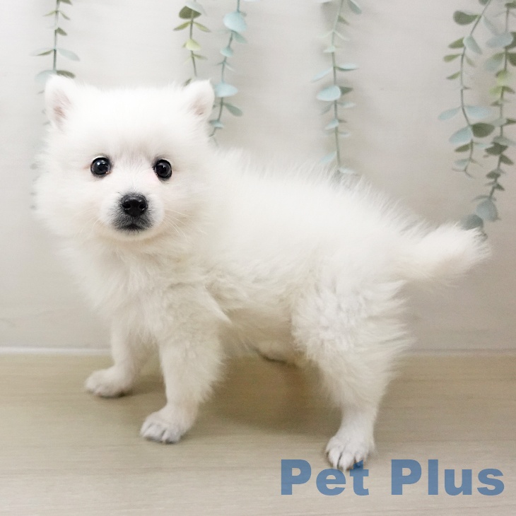 神奈川県の日本スピッツ (ペットプラス テラスモール湘南店/2025年10月14日生まれ/男の子/ホワイト)の子犬の2枚目の画像