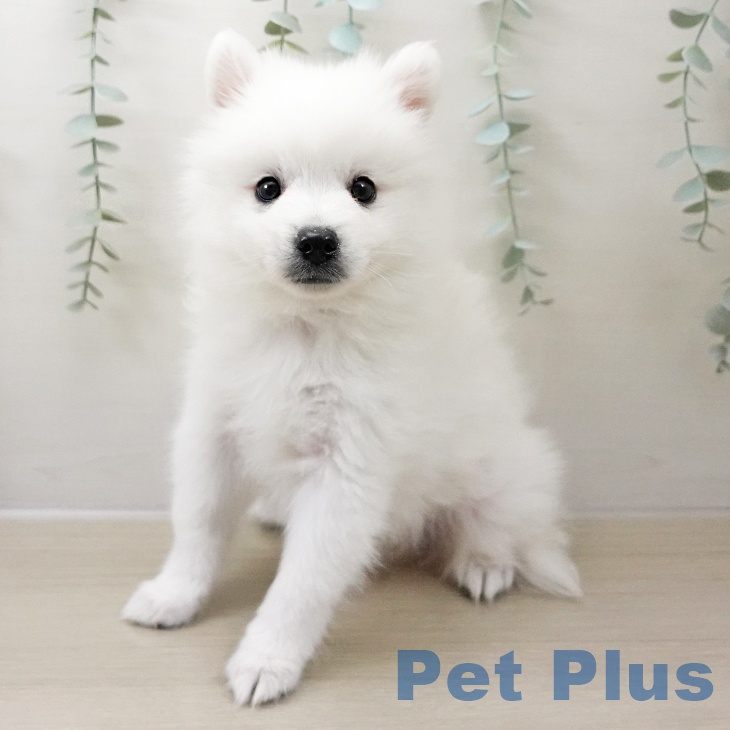 長野県の日本スピッツ (ペットプラス 須坂店/2025年10月14日生まれ/男の子/ホワイト)の子犬の1枚目の画像