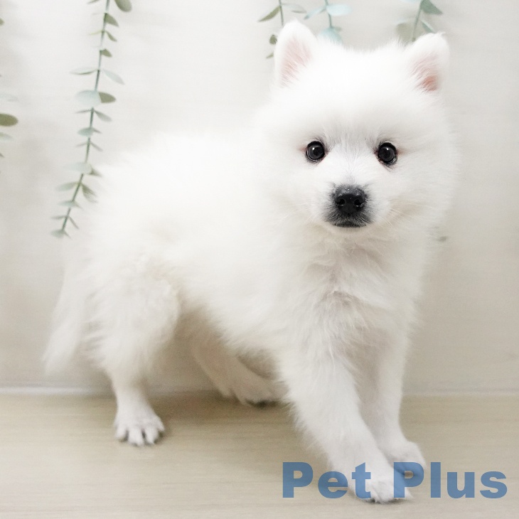長野県の日本スピッツ (ペットプラス 須坂店/2025年10月14日生まれ/男の子/ホワイト)の子犬の2枚目の画像