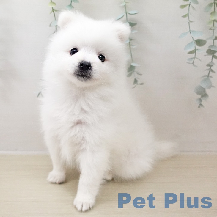宮城県の日本スピッツ (ペットプラス 名取店/2025年10月14日生まれ/男の子/ホワイト)の子犬