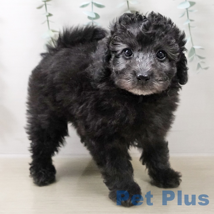 埼玉県のトイプードル(トイ) (ペットプラス 川口店/2025年10月17日生まれ/女の子/シルバー)の子犬の1枚目の画像
