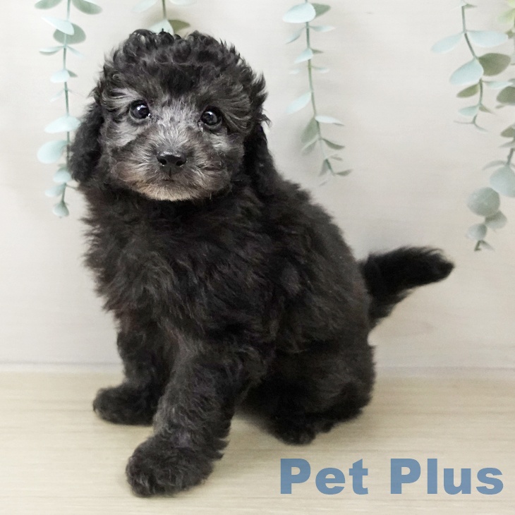 埼玉県のトイプードル(トイ) (ペットプラス 川口店/2025年10月17日生まれ/女の子/シルバー)の子犬の2枚目の画像