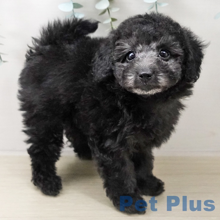 トイ・プードル