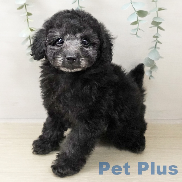 東京都のトイプードル(トイ) (ペットプラス アクアシティお台場店/2025年10月17日生まれ/女の子/シルバー)の子犬の2枚目の画像