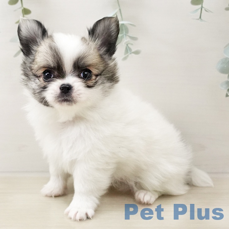 埼玉県のチワワ(ロング) (ペットプラス コクーンシティ店/2025年10月17日生まれ/男の子/ホワイトフォーン)の子犬の1枚目の画像