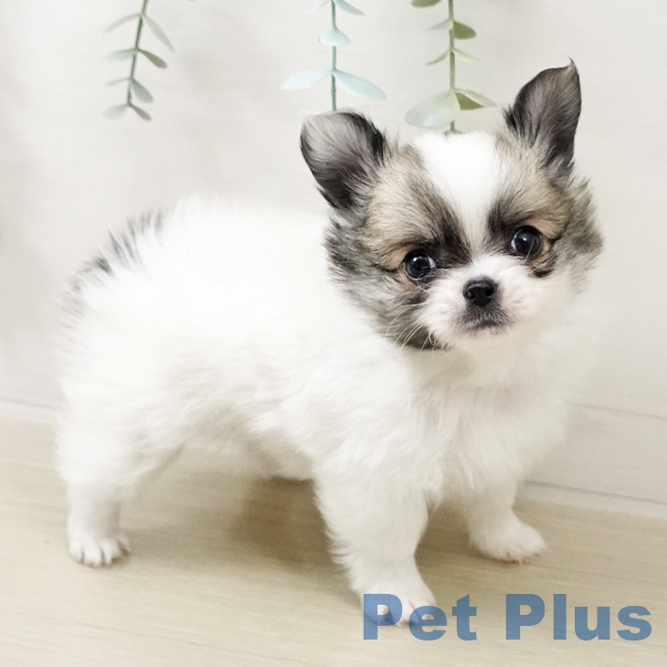 埼玉県のチワワ(ロング) (ペットプラス コクーンシティ店/2025年10月17日生まれ/男の子/ホワイトフォーン)の子犬の2枚目の画像