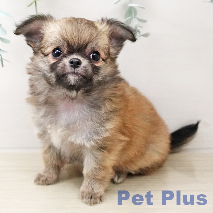 埼玉県のチワワ(ロング) (ペットプラス ピオニウォーク東松山店/2025年10月18日生まれ/女の子/レッドフォーンホワイト)の子犬の2枚目の画像