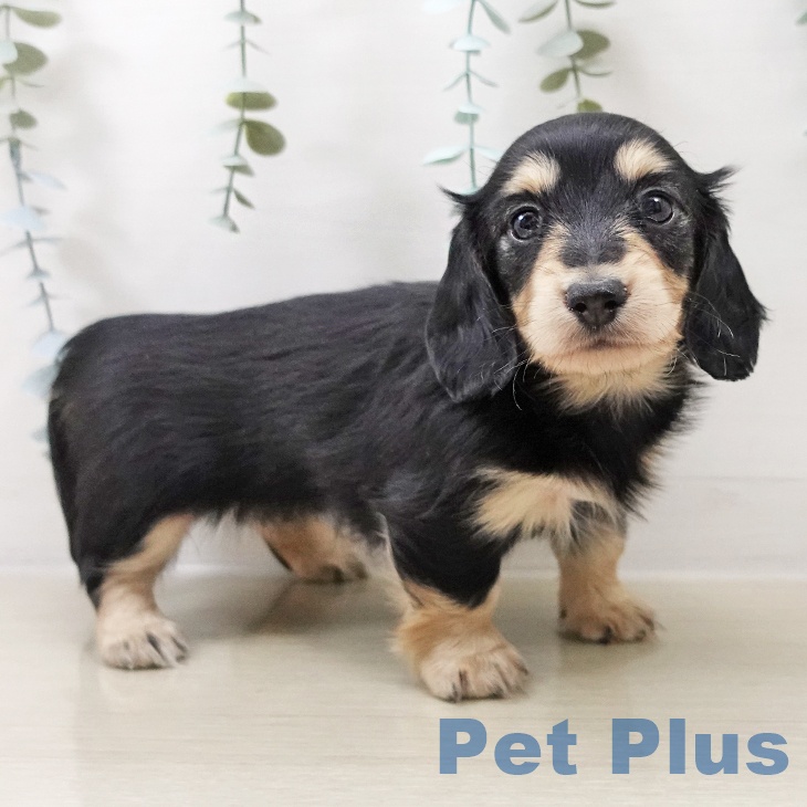 埼玉県のカニンヘンダックスフンド(ロング) (ペットプラス コクーンシティ店/2025年10月18日生まれ/女の子/ブラックイエロー)の子犬の1枚目の画像