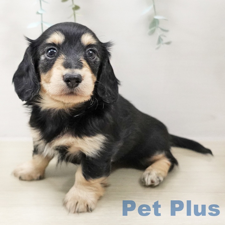 埼玉県のカニンヘンダックスフンド(ロング) (ペットプラス コクーンシティ店/2025年10月18日生まれ/女の子/ブラックイエロー)の子犬の2枚目の画像