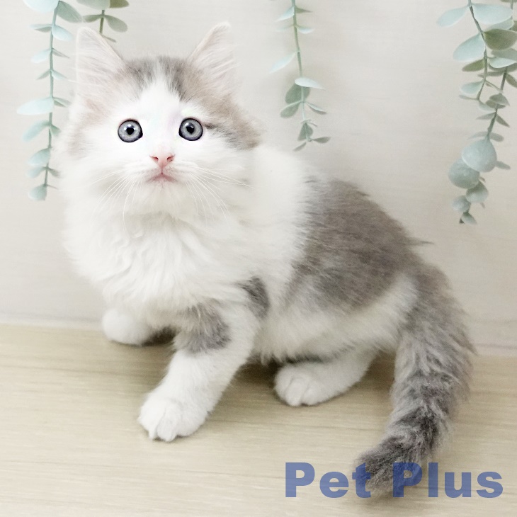 埼玉県のサイベリアン (ペットプラス 浦和美園店/2025年10月18日生まれ/男の子/ブルータビーホワイト)の子猫の1枚目の画像