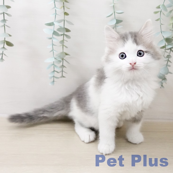 埼玉県のサイベリアン (ペットプラス 浦和美園店/2025年10月18日生まれ/男の子/ブルータビーホワイト)の子猫の2枚目の画像