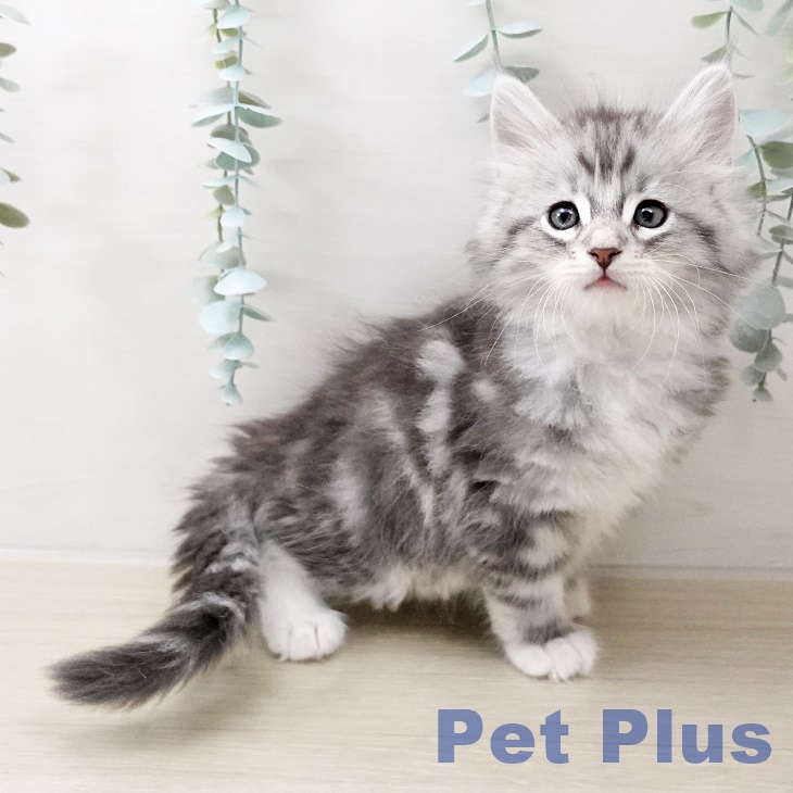 東京都のサイベリアン (ペットプラス アクアシティお台場店/2025年10月18日生まれ/男の子/シルバータビーホワイト)の子猫の1枚目の画像