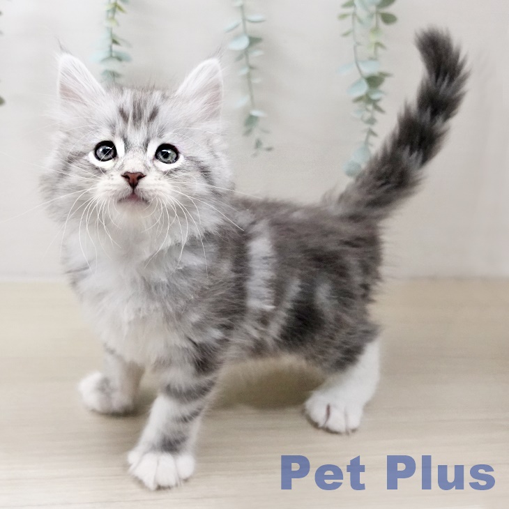東京都のサイベリアン (ペットプラス アクアシティお台場店/2025年10月18日生まれ/男の子/シルバータビーホワイト)の子猫の2枚目の画像