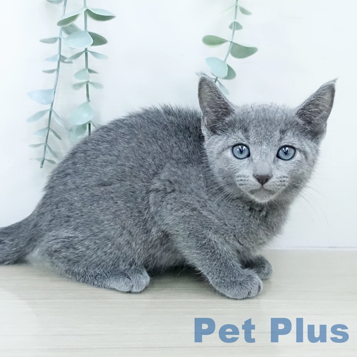 ロシアンブルーの写真2