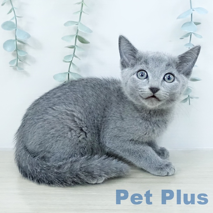 ロシアンブルー